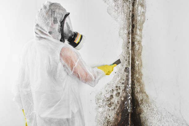 Best Insurance-Related Mold Remediation in Gamewell, NC