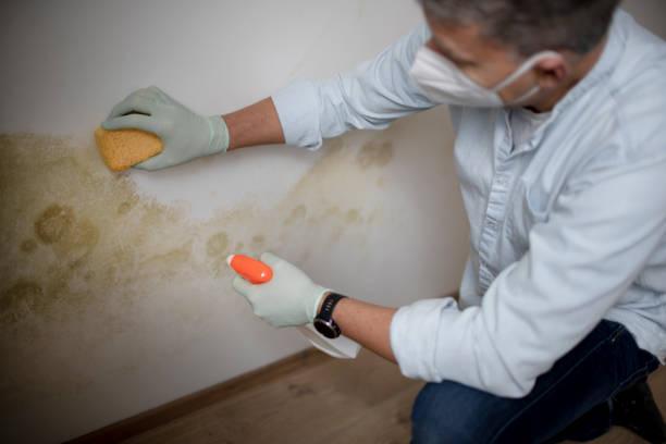 Best Residential Mold Remediation in Gamewell, NC